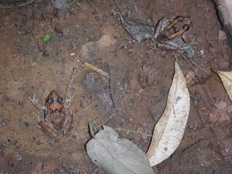 Cuban Streamside Frog