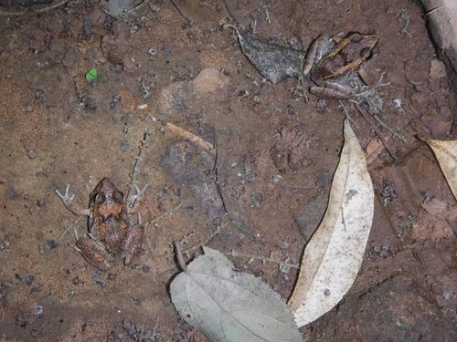 Eleutherodactylus riparius