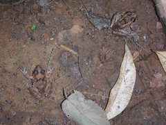 Cuban Streamside Frog photo 1