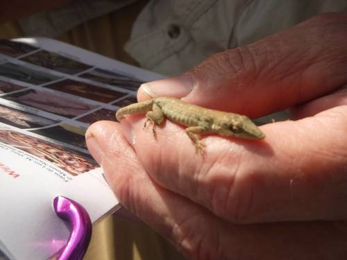 Anolis angusticeps