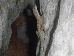 Anolis bartschi