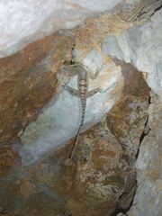 Anolis bartschi