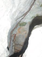 Anolis mestrei
