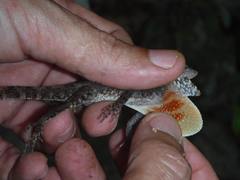 Anolis allogus