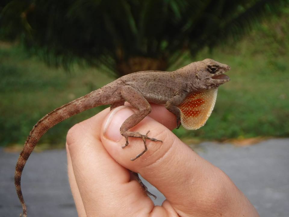 Bueycito Anole
