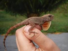 Anolis allogus