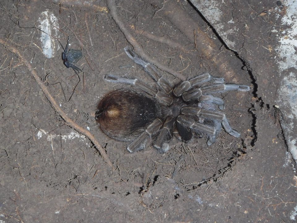 Cuban Brown Birdeater