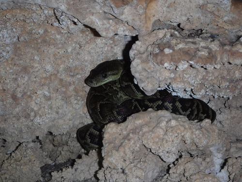 Cuban Tree Boa