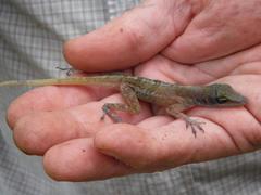 Vinales Anole photo 3
