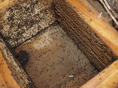 Technomyrmex jocosus