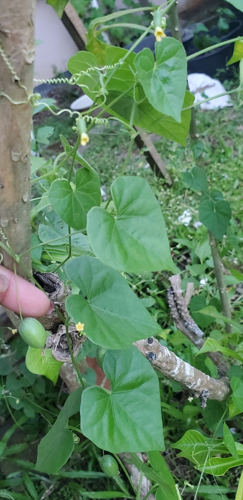 creeping-cucumber-from-welgelegen-paramaribo-suriname-on-august-11