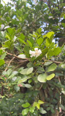Murraya paniculata image