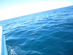Stenella longirostris