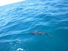 Stenella longirostris
