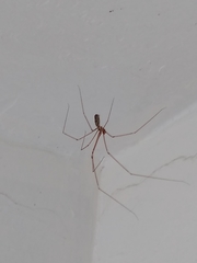 Pholcus phalangioides