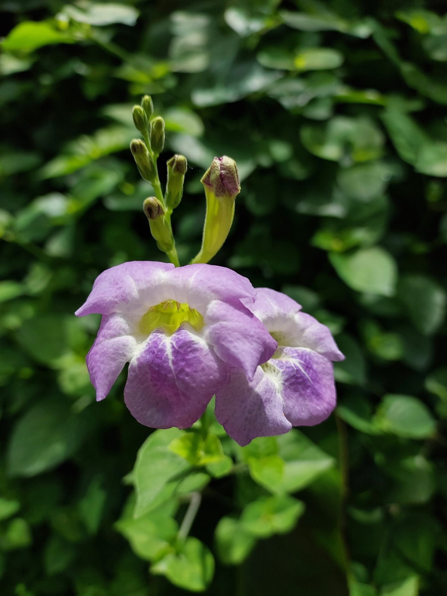 Asystasia gangetica