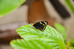 Belenois java peristhene