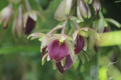 Epidendrum megalospathum