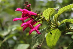 Salvia tortuosa