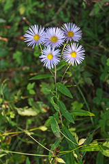 Aster maackii