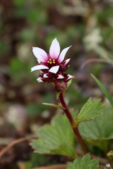 Boykinia richardsonii