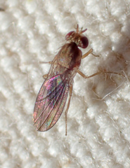 Ephydroidea
