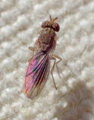 Ephydroidea