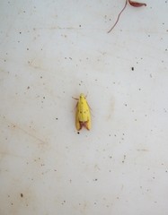 Gymnobathra flavidella