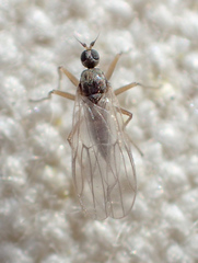 Tachydromiinae