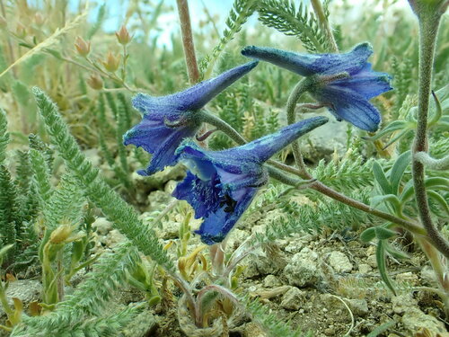 Delphinium alpestre