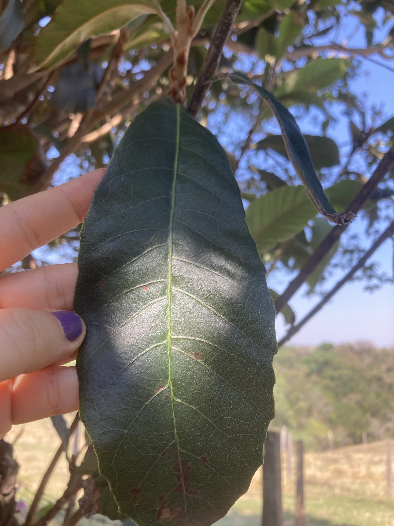 Eriobotrya japonica