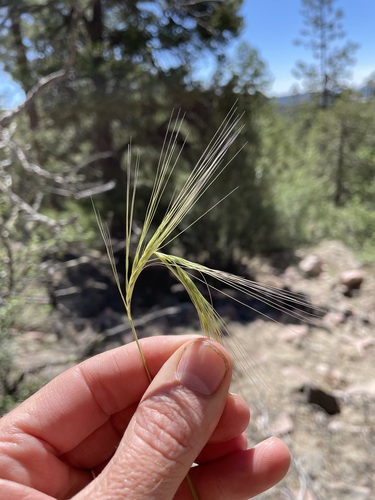 Image of Elymus longifolius by (c) Martin Purdy, some rights reserved (CC BY)