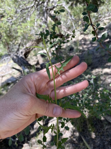 Image of Thelypodium wrightii by (c) Martin Purdy, some rights reserved (CC BY)