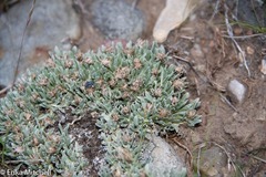 Antennaria dimorpha