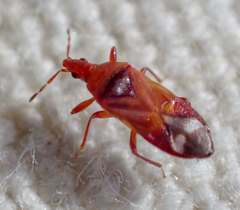 Anthocoris bakeri