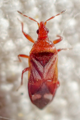 Anthocoris bakeri