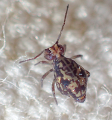 Ptenothrix maculosa
