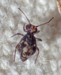 Ptenothrix maculosa