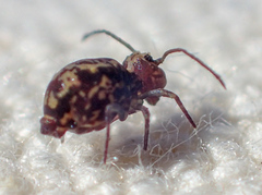 Ptenothrix maculosa