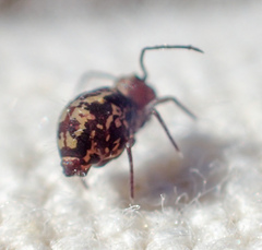 Ptenothrix maculosa