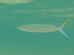 Hemiramphus brasiliensis