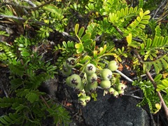 Osteomeles anthyllidifolia