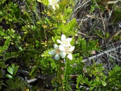 Osteomeles anthyllidifolia