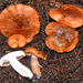 Tricholoma aurantium - Photo (c) 
Eric Steinert, algunos derechos reservados (CC BY-SA)