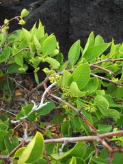 Wikstroemia phillyreifolia