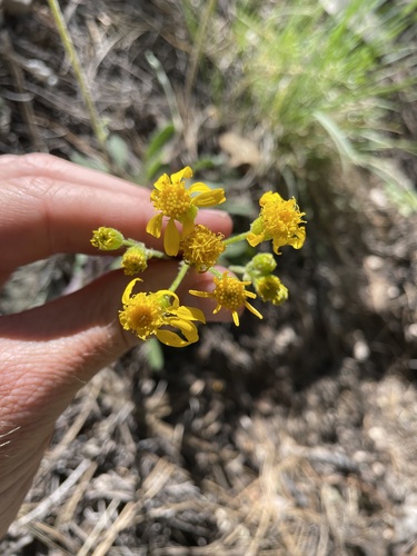 Image of Packera neomexicana by (c) Martin Purdy, some rights reserved (CC BY)