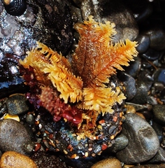 Aglaophenia struthionides