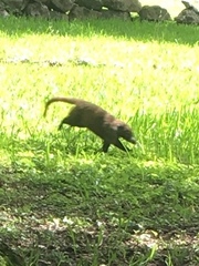 Nasua narica nelsoni