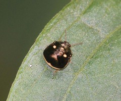 Coptosoma variegatum