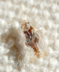 Corythucha incurvata